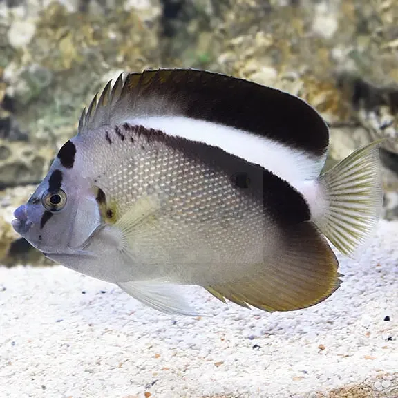 Griffis Angelfish (Apolemichthys griffisi)