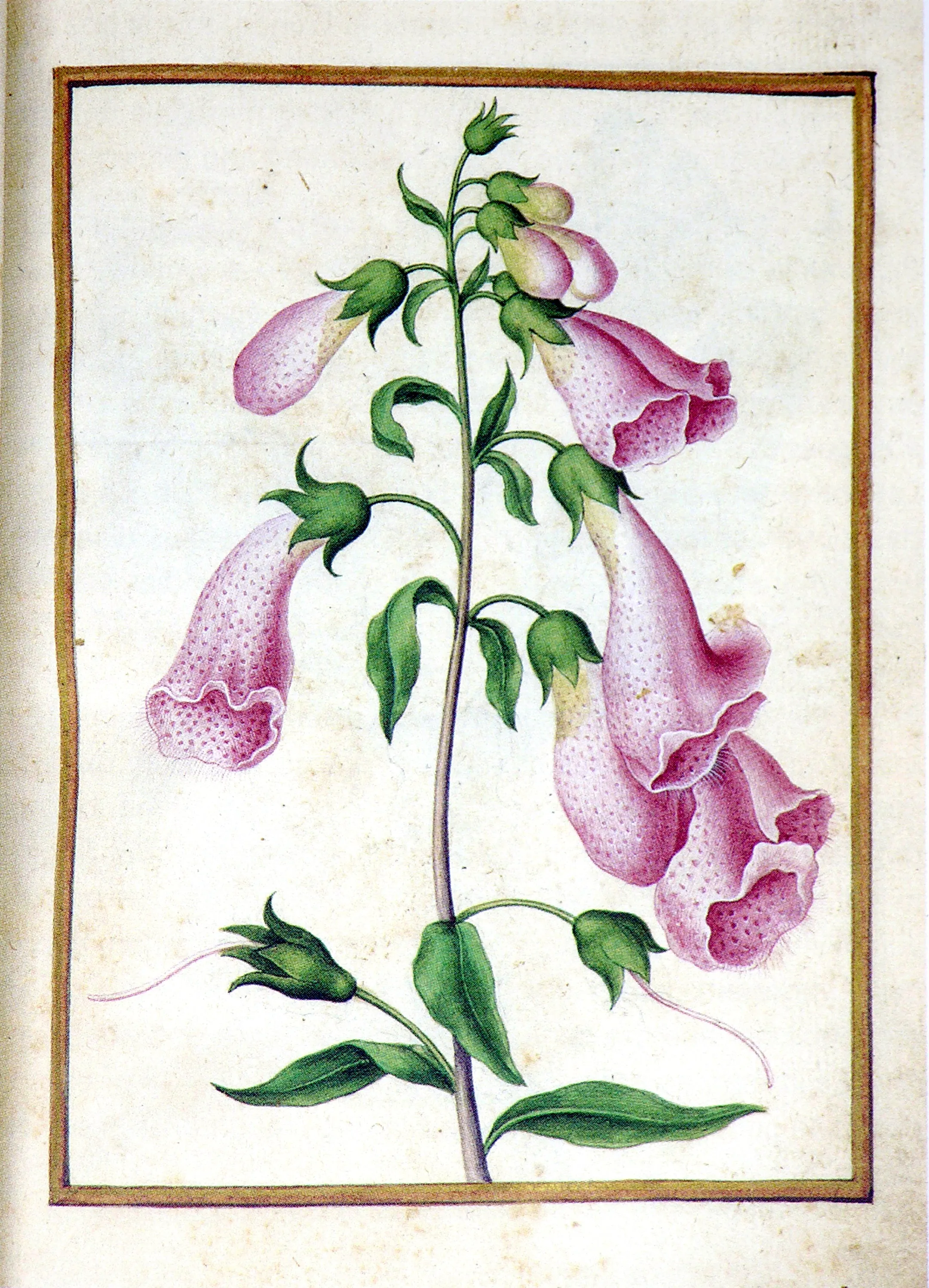 Jacques le Moyne de Morgues (French, ca. 1533-1588), Foxglove